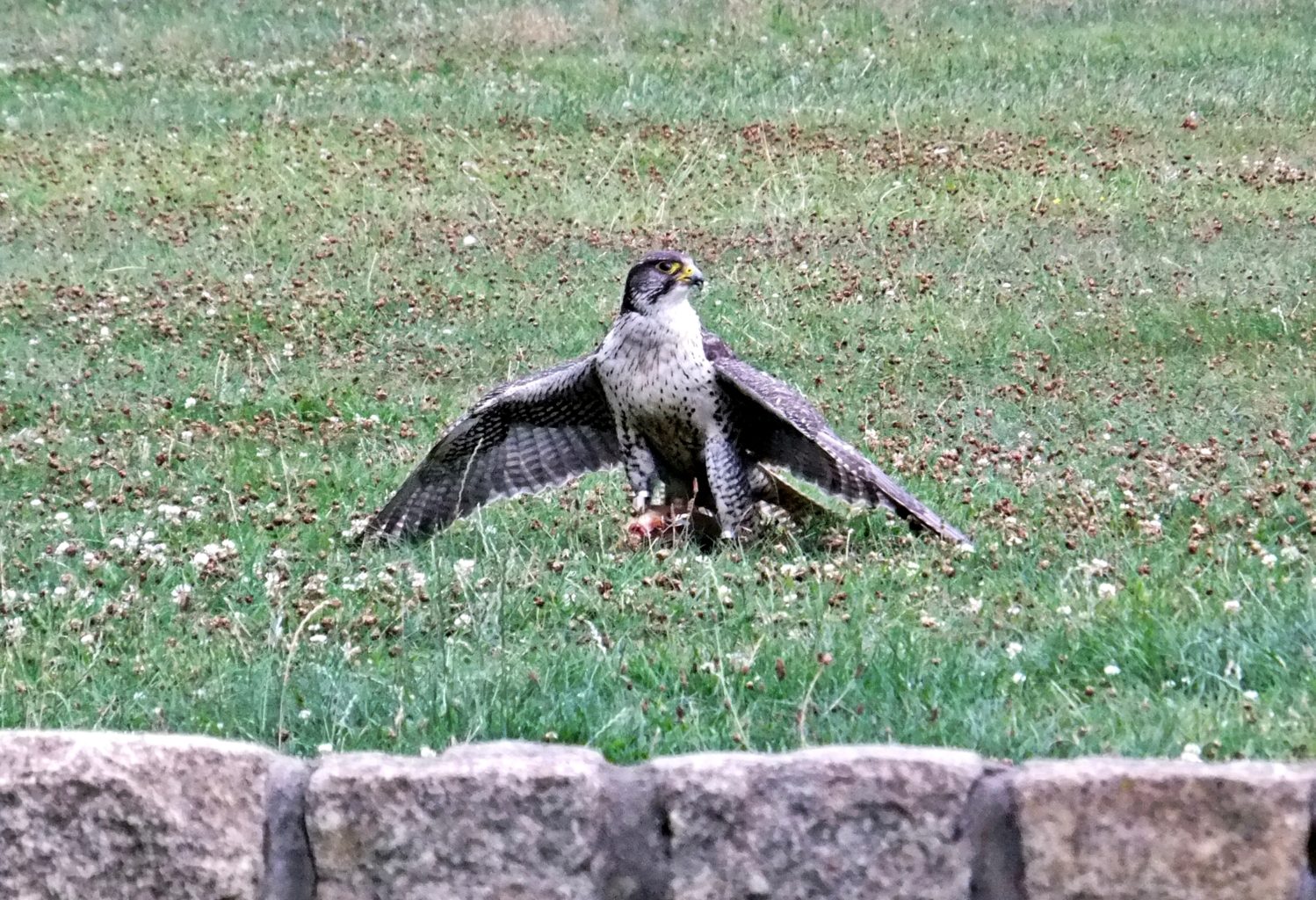 Falke beim Manteln