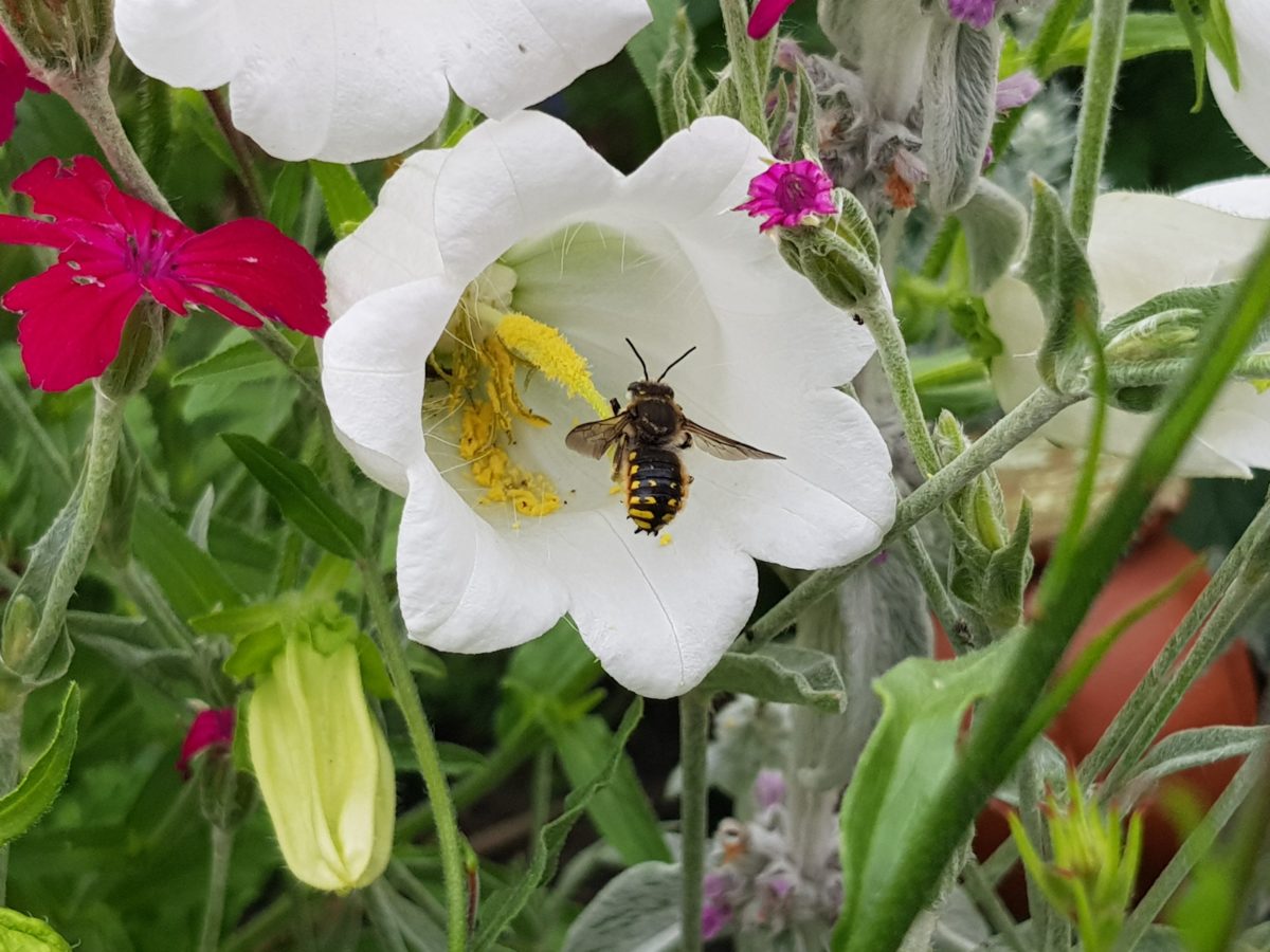 Gartenwollbiene an einer Marienglockenblume