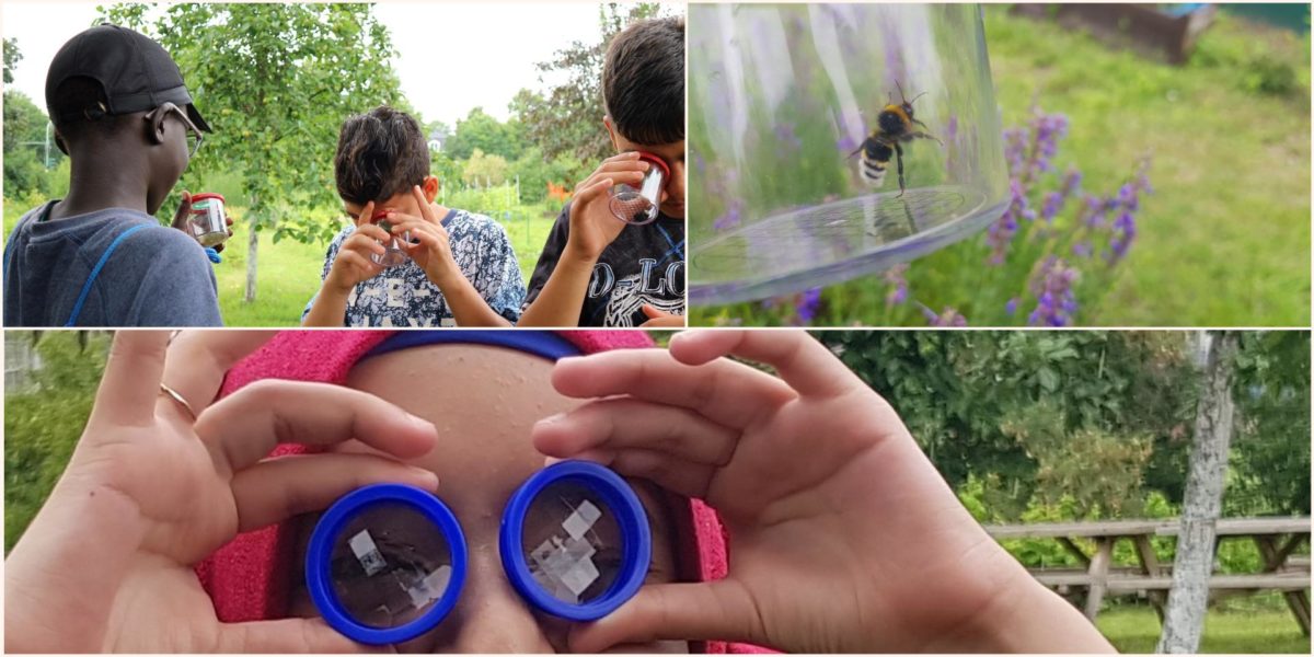 Wir beobachten Wildbienen im Schulgarten